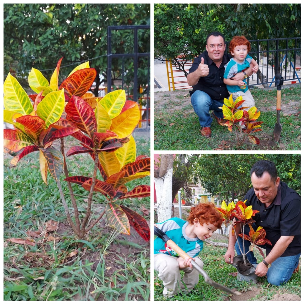 Alonso and son planting a tree