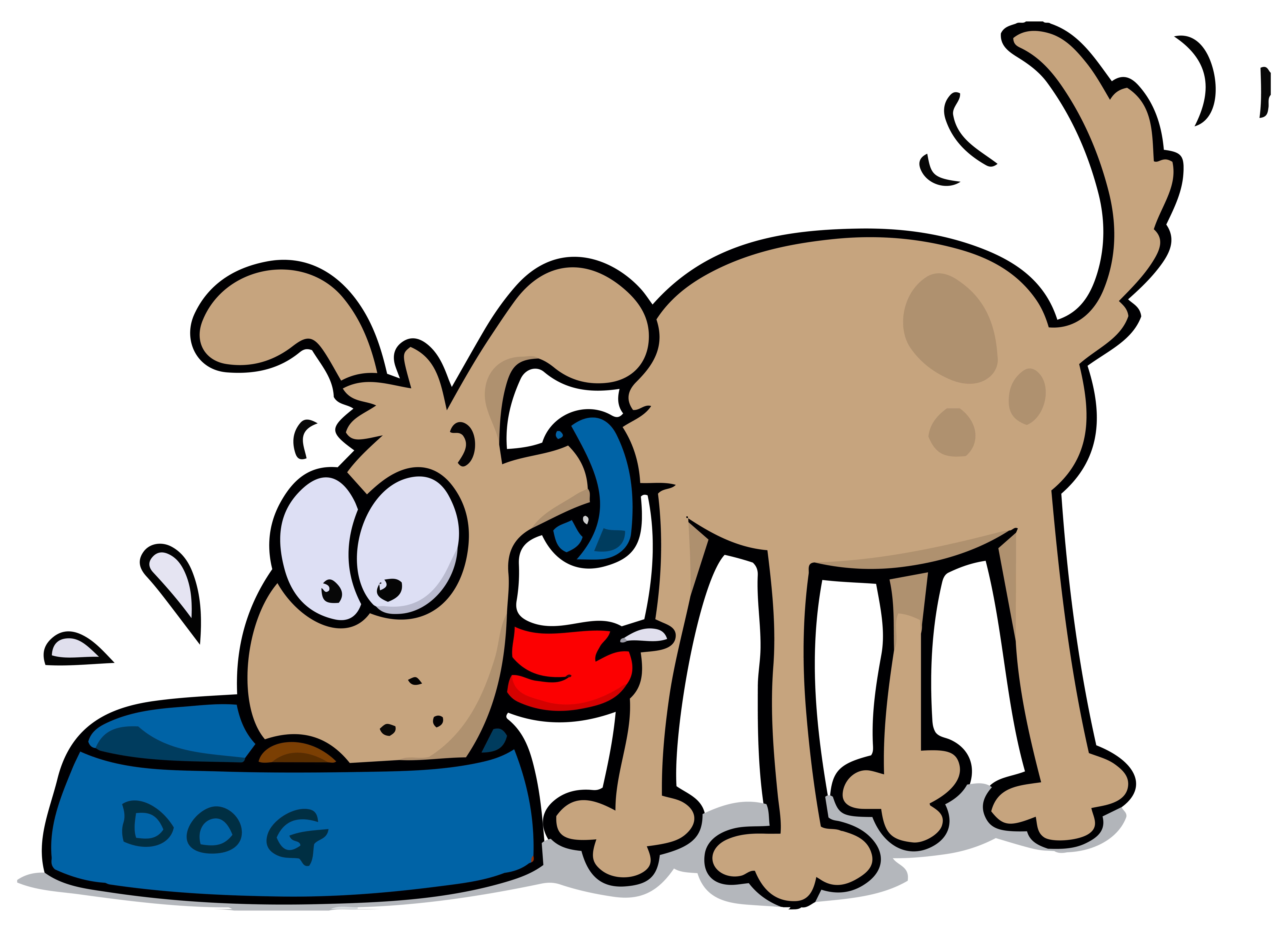Are the dogs eating the dog food?